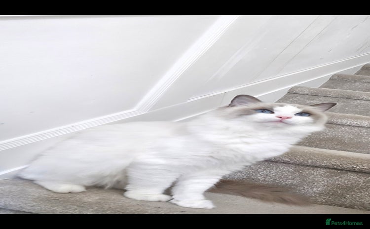 Ragdoll cats - Advert 1