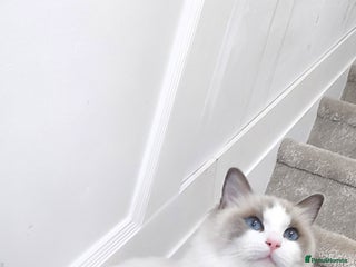 Ragdoll cats - Advert 1