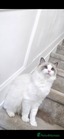 Ragdoll cats - Advert 1