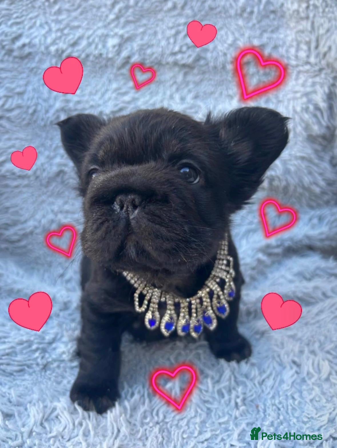 French Bulldog dogs Last available, full Fluffy French bulldog puppy - Advert 7