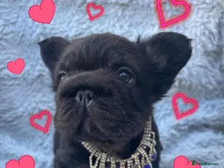 French Bulldog dogs Last available, full Fluffy French bulldog puppy - Advert 7