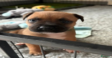 Staffordshire Bull Terrier dogs - Advert 6