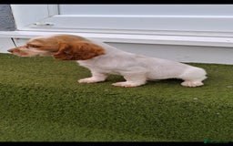 Cocker Spaniel dogs for sale: Stunning Cocker spaniel puppy's  - Image 3