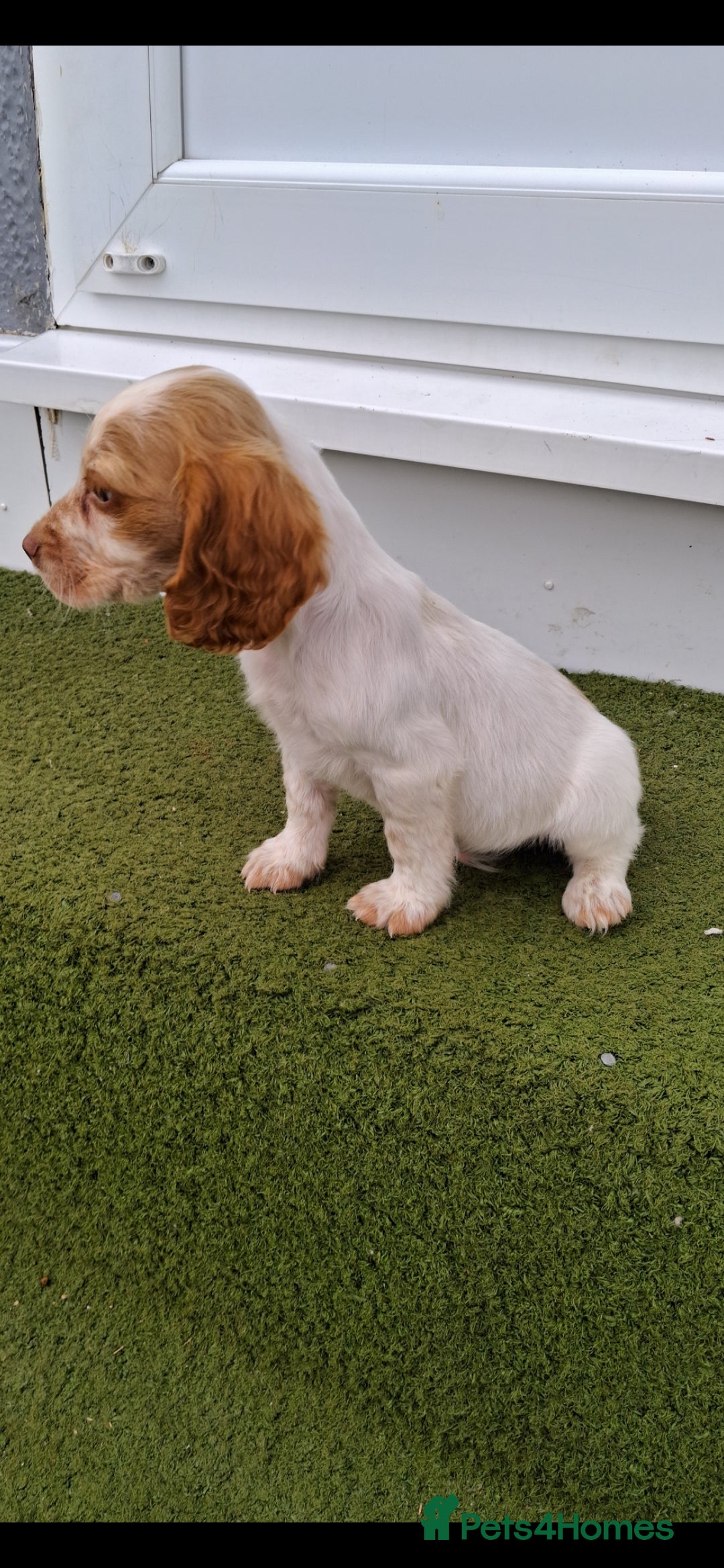 Cocker Spaniel dogs for sale: Stunning Cocker spaniel puppy's  - Image 3