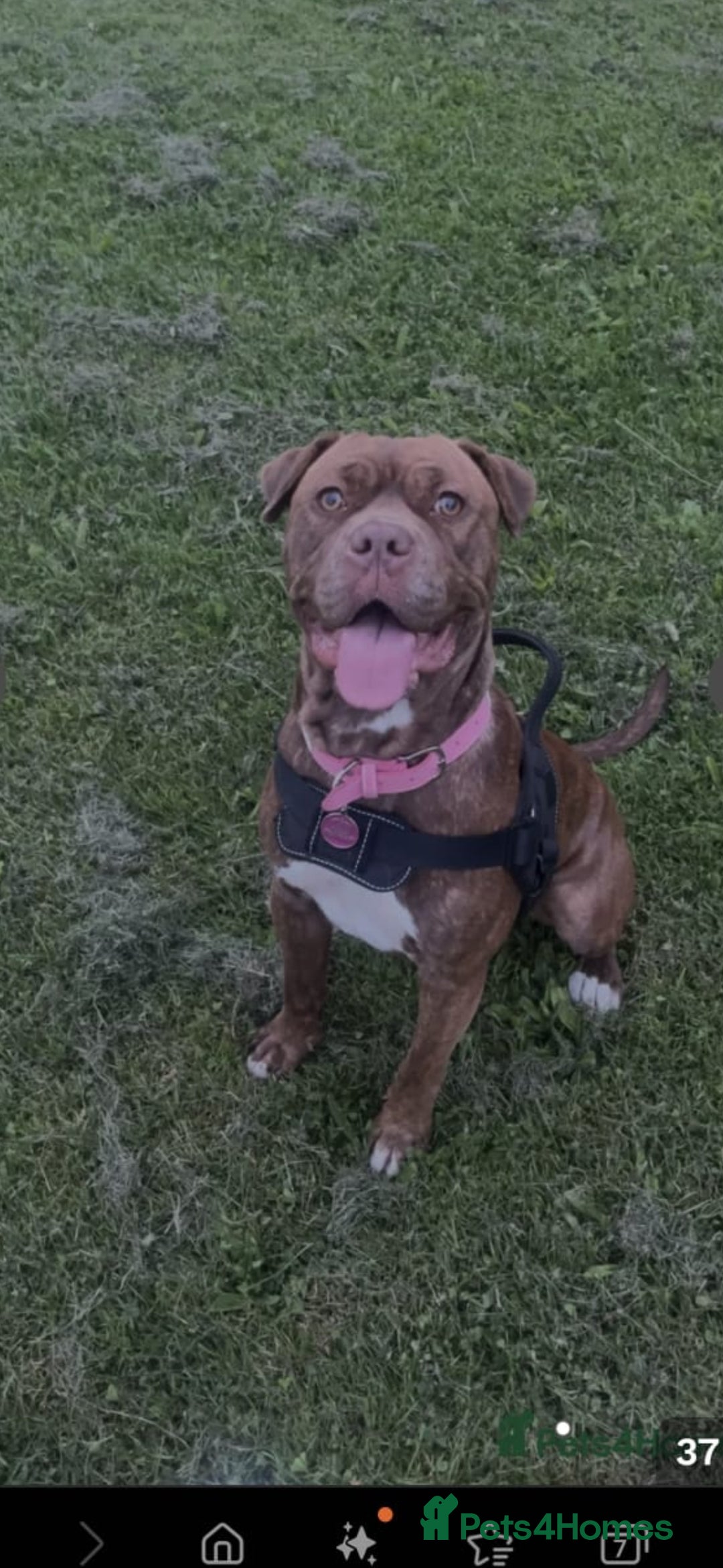 Mixed Breed dogs for sale: Beautiful chocolate mix breed puppy  - Advert 6