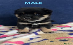 Japanese Shiba Inu dogs for sale: Japanese Shiba Inu  - Image 3