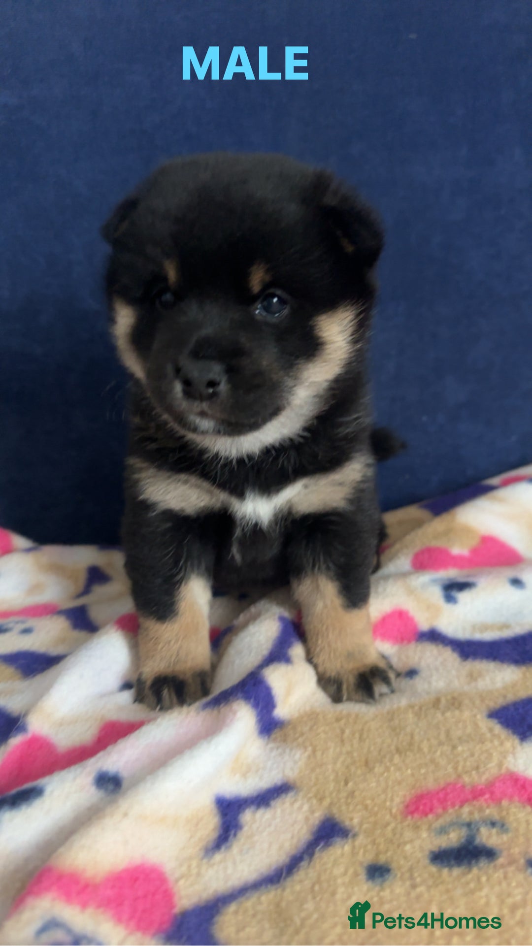 Japanese Shiba Inu dogs for sale: Japanese Shiba Inu  - Image 3