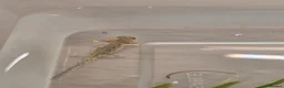 Mixed Breed invertebrates for sale: Baby alpine newts - Advert 6