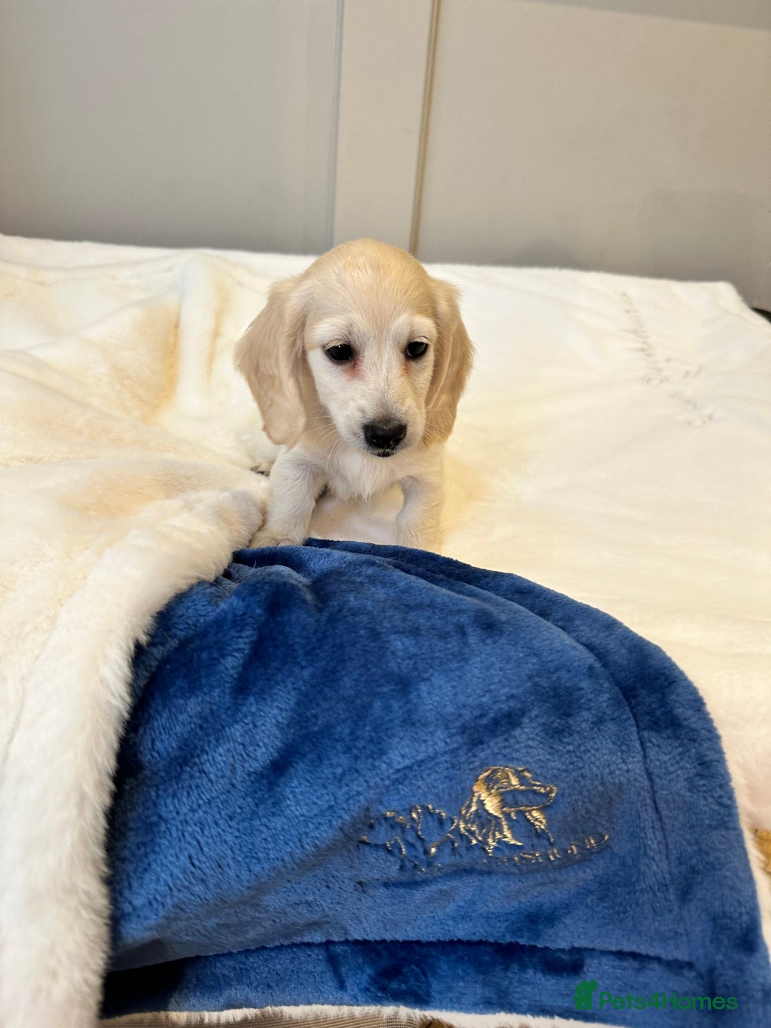 Miniature Dachshund dogs for sale: Clear Cream Miniature Dachsunds - Image 2