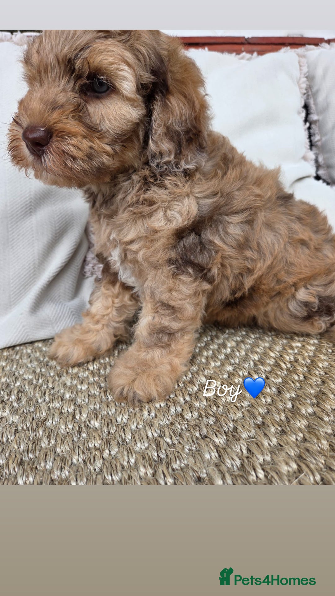 Labradoodle dogs for sale: 7 labradoodle puppies for sale - Image 5