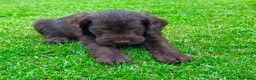 Labradoodle dogs for sale: Chocolate & chocolate Merle Babies 🐾🐾🐾 - Advert 3