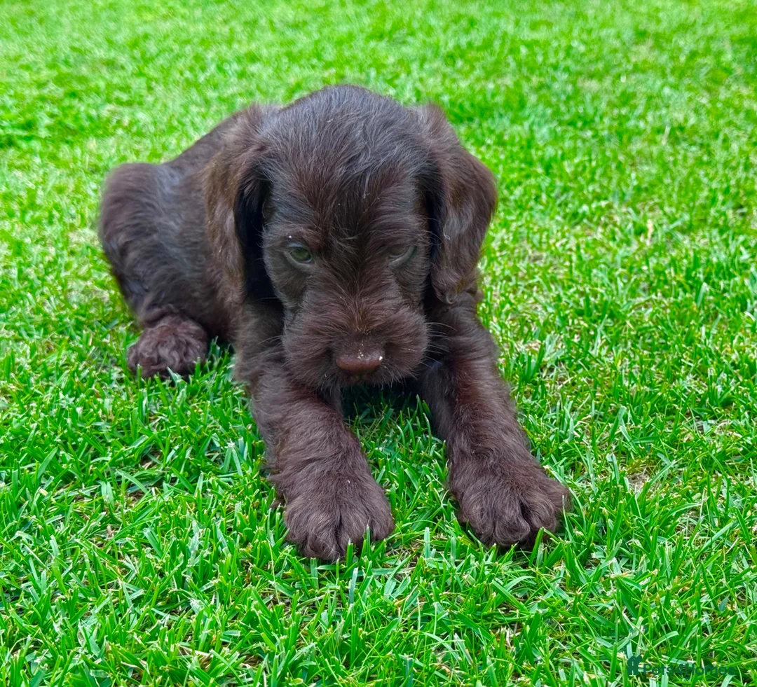 Labradoodle dogs for sale: Chocolate & chocolate Merle Babies 🐾🐾🐾 - Advert 2
