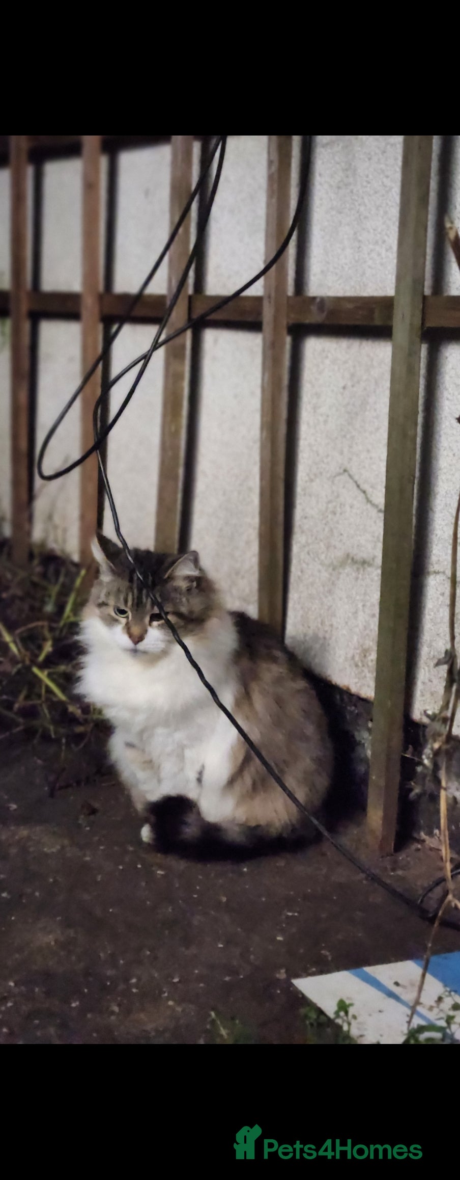 Maine Coon cats Stunning coon mix kittens available - Advert 1