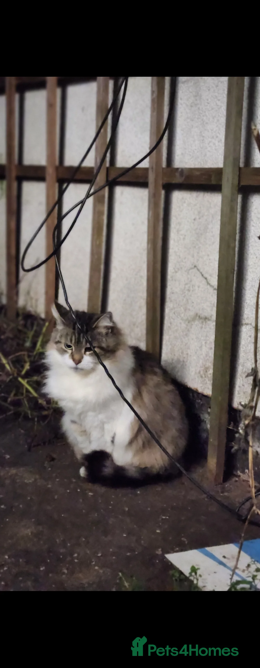 Maine Coon cats for sale: Stunning coon mix kittens available - Advert 1