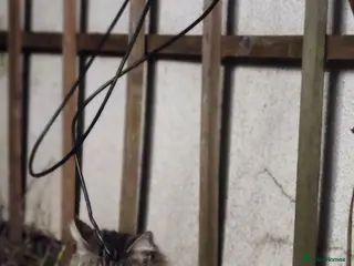 Maine Coon cats Stunning coon mix kittens available - Advert 1