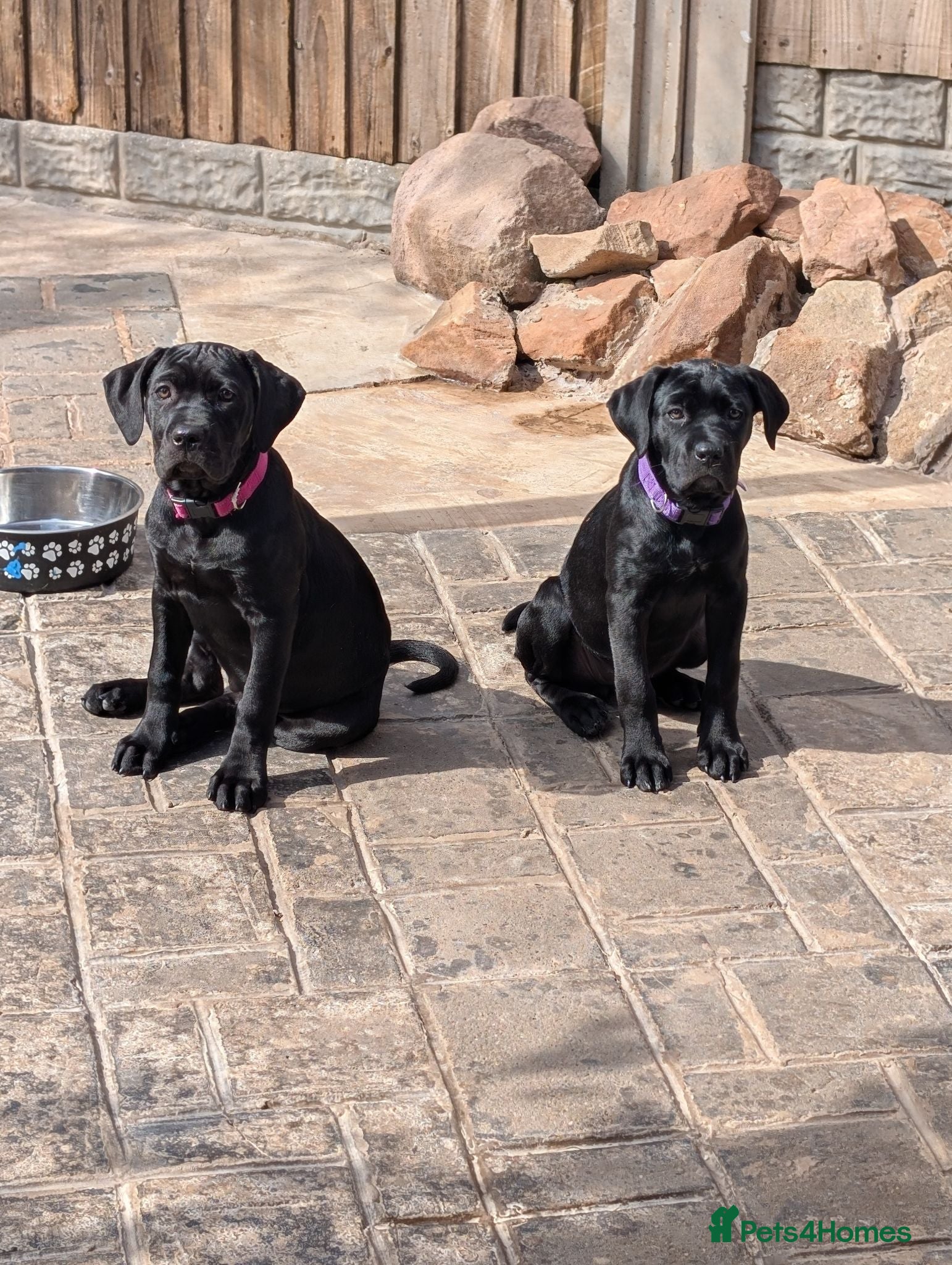 Cane Corso dogs Black female cane corsos puppies  - Advert 1