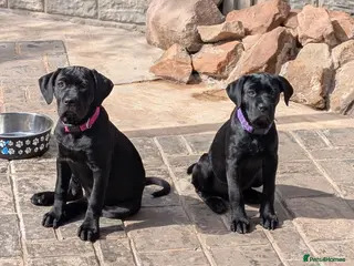 Cane Corso dogs Black female cane corsos puppies - Advert 1