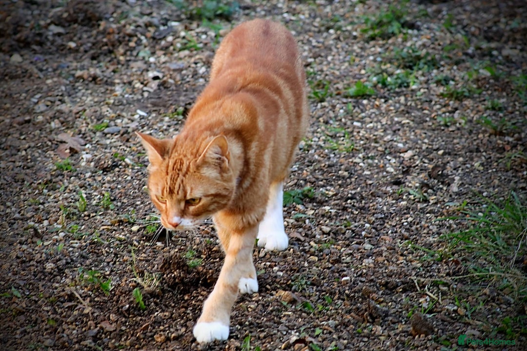 Domestic Shorthair cats for sale: Edward - Image 2