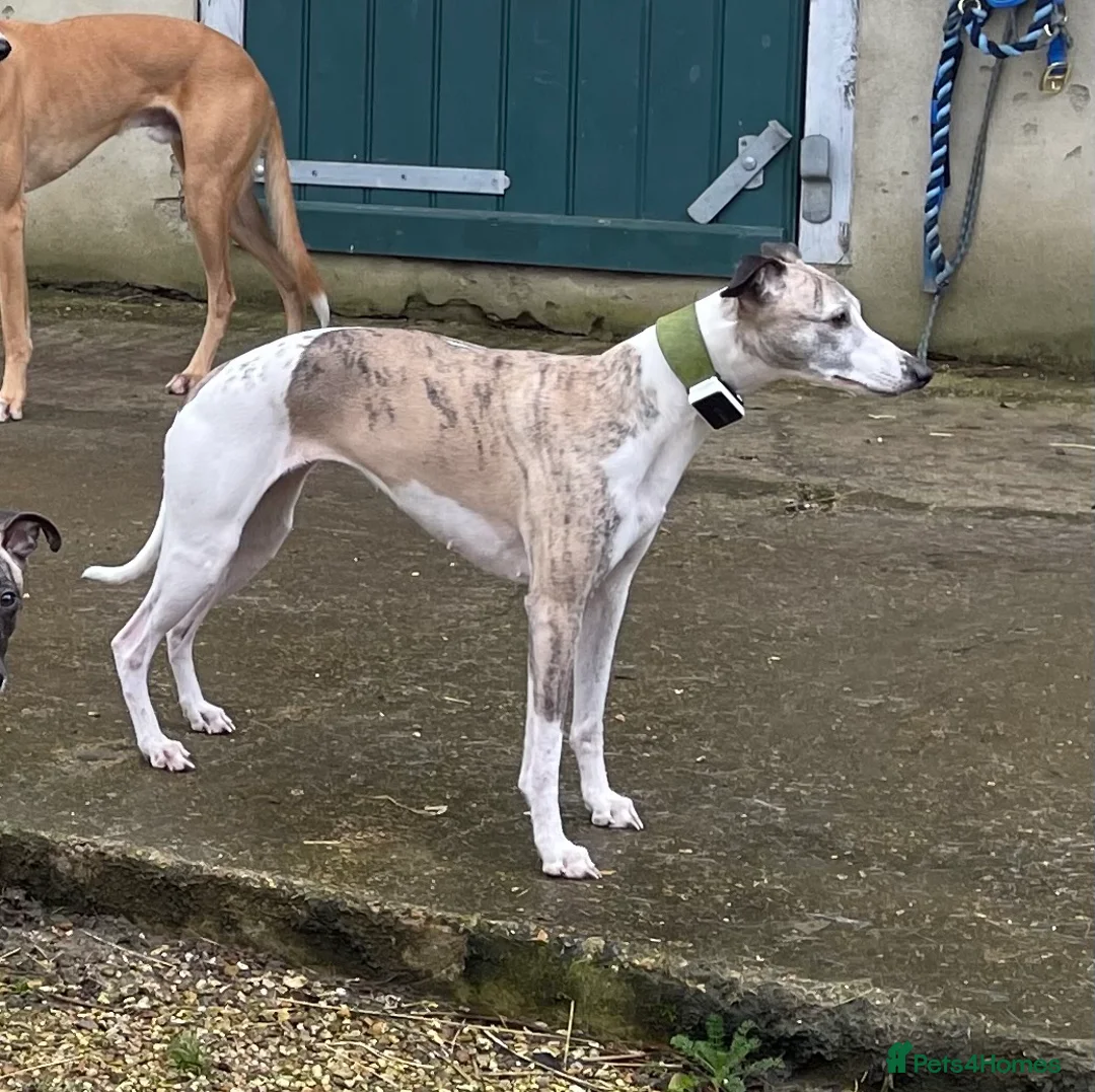 Whippet dogs for sale: Whippet Puppies in Sturminster Newton - Advert 3