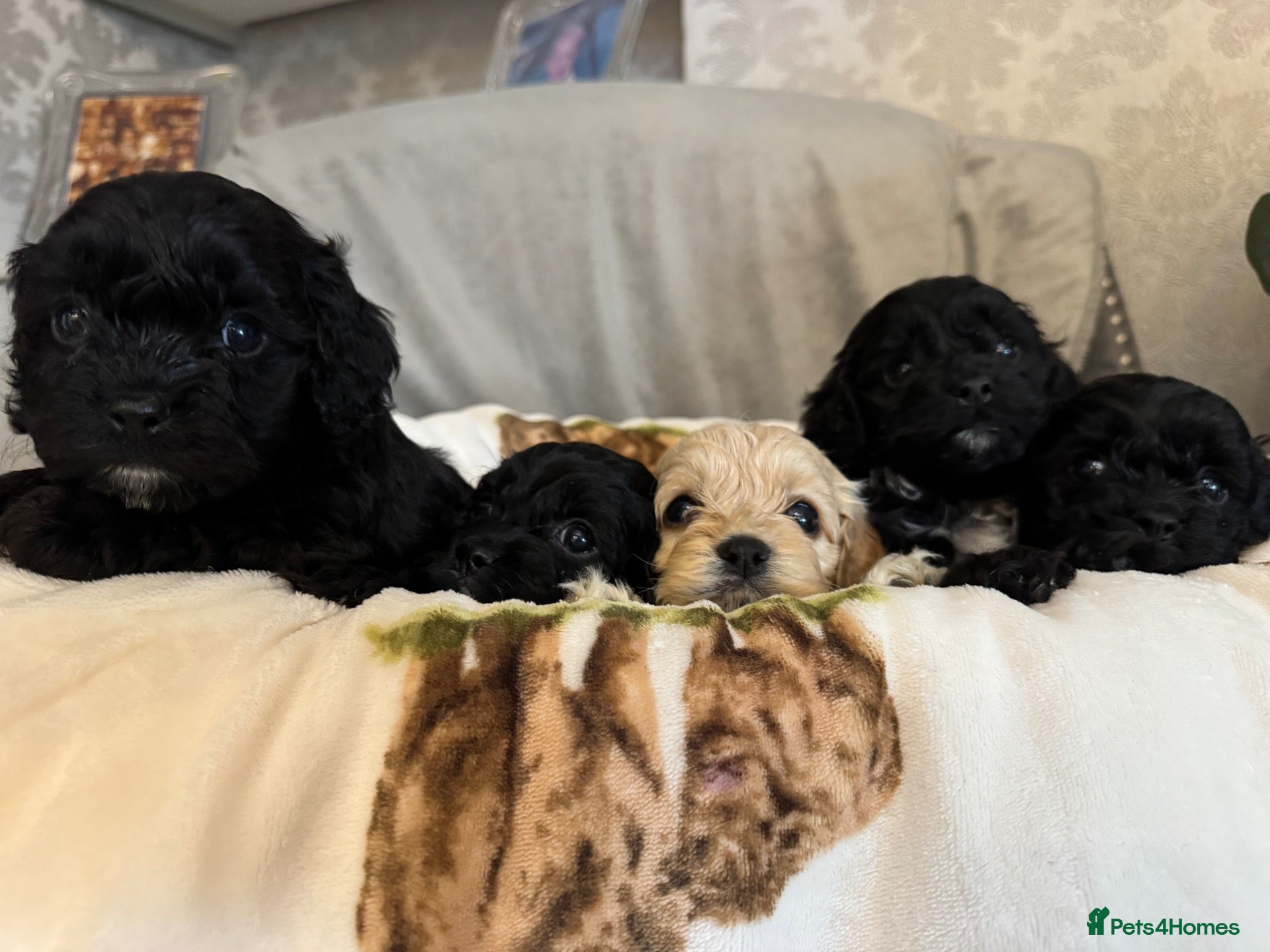 Cockapoo dogs Tiny Yankee Doodle puppies - Advert 2