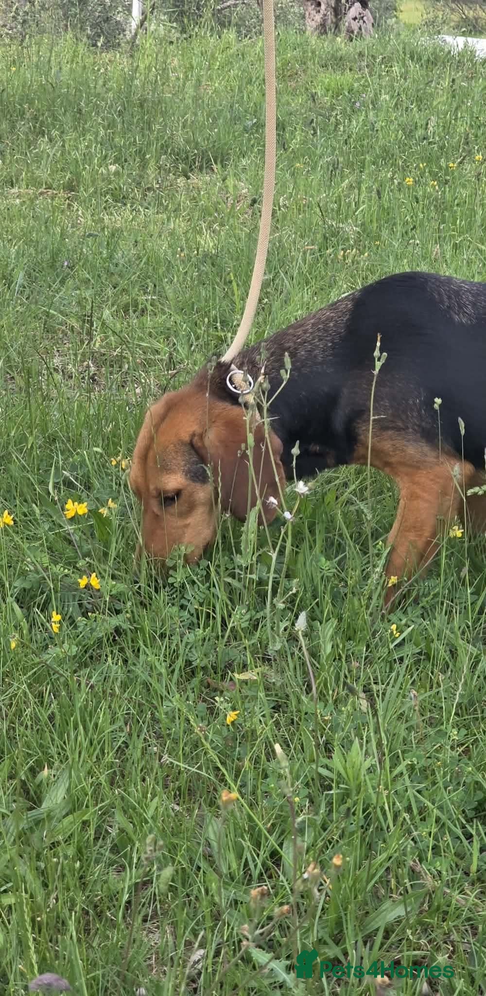 Mixed Breed dogs LENA! - Advert 2