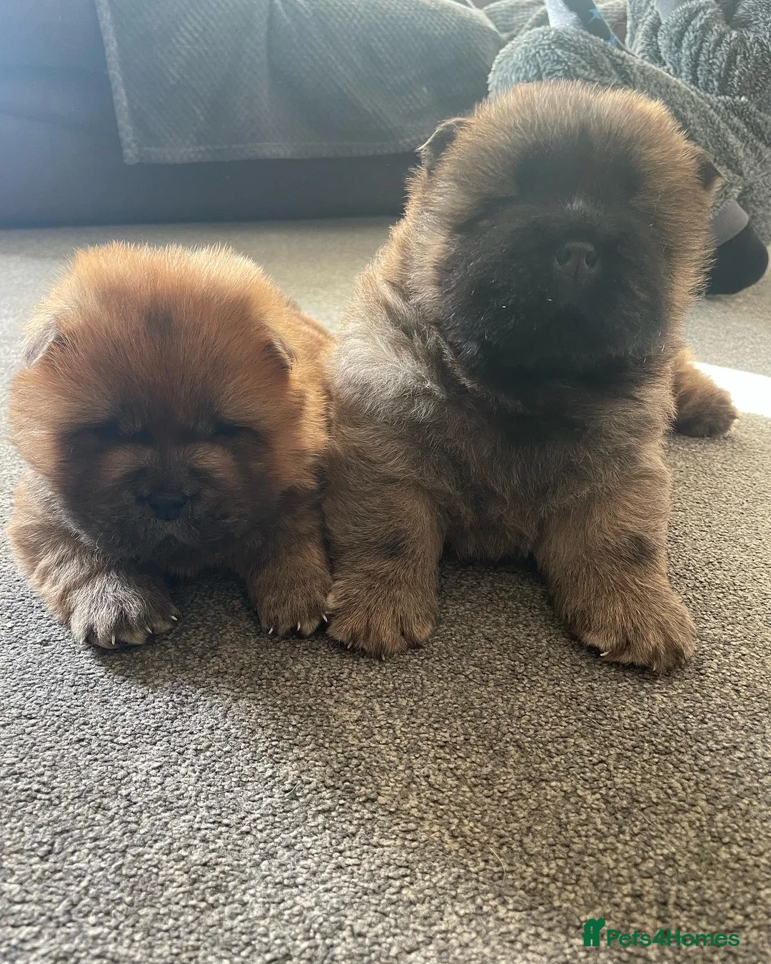 Chow Chow dogs for stud: *PROVEN* CHOW AVAILABLE FOR STUD! in Canterbury - Advert 7