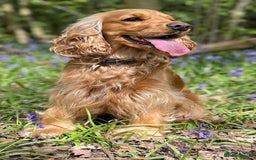 Cockapoo dogs for sale: 🐾 Expected F1 Top Class 🐾  - Image 2