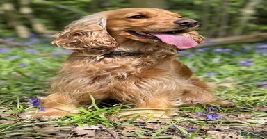 Cockapoo dogs - Advert 2