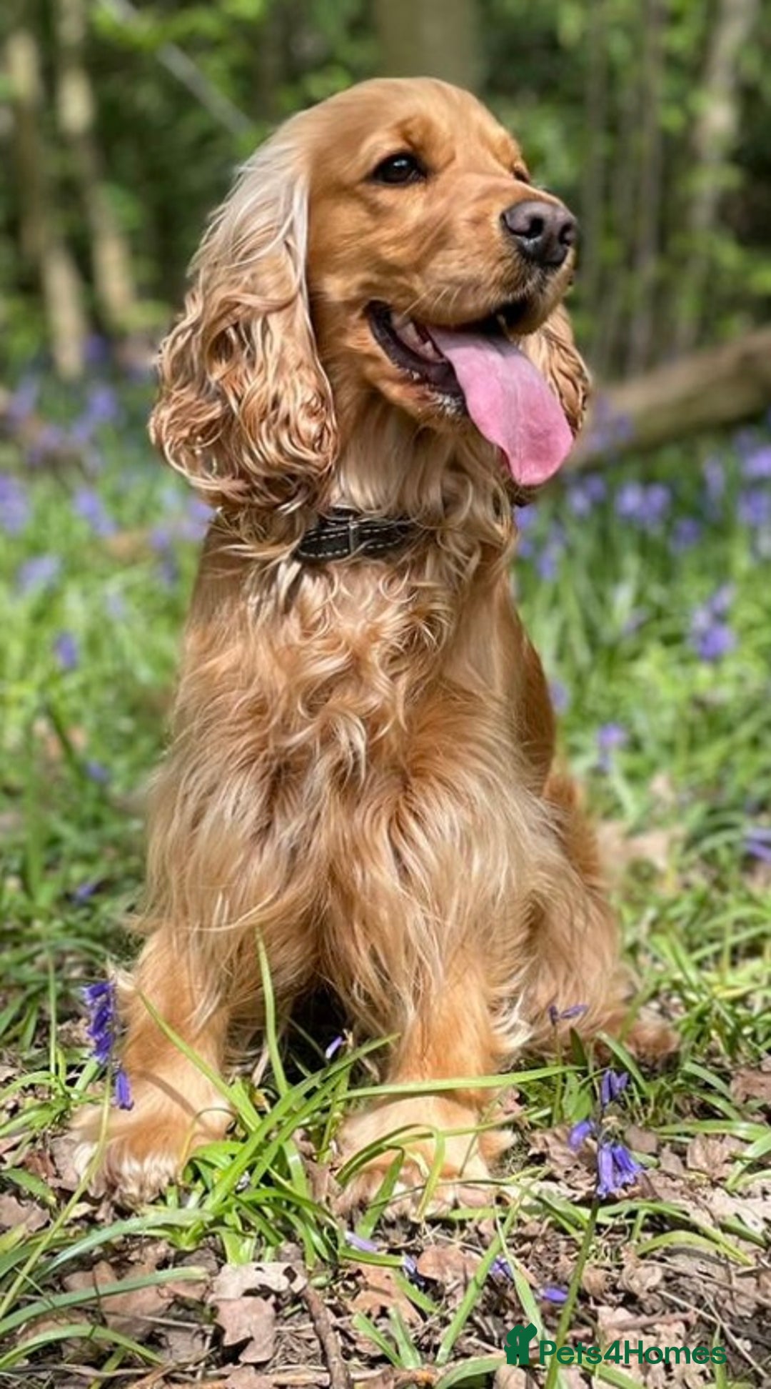 Cockapoo dogs for sale: 🐾 Expected F1 Top Class 🐾  - Image 2