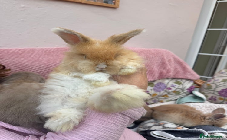 Angora rabbits - Advert 1