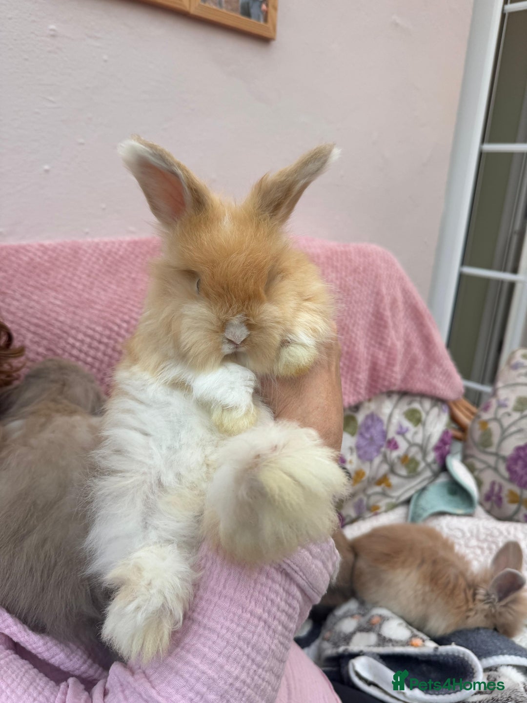 Angora rabbits for sale: Indoor raised Angora~ vaccinated  - Image 1