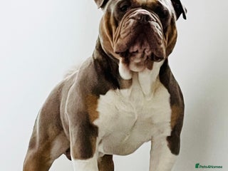 Olde English Bulldogge dogs in Nottingham - Advert 8