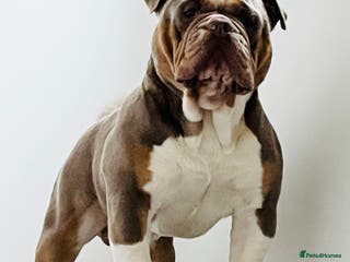 Olde English Bulldogge dogs PROVEN STUD - Floyd, Olde English Bulldogge in Nottingham - Advert 1
