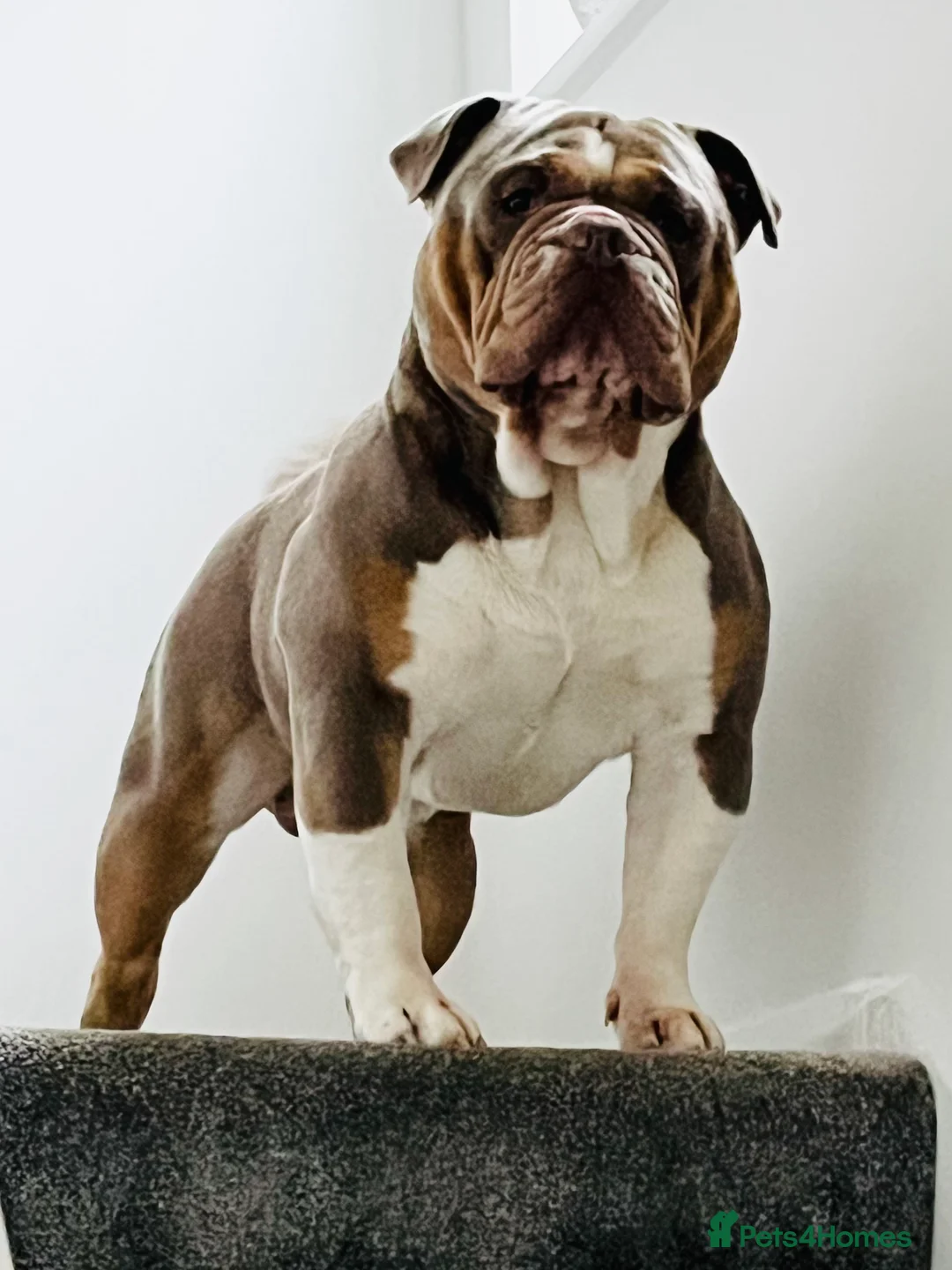 Olde English Bulldogge dogs for stud: PROVEN STUD - Floyd, Olde English Bulldogge in Nottingham - Advert 1