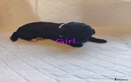 Shihpoo dogs for sale: 6 shihpoo puppies boys and girls avail - Image 6