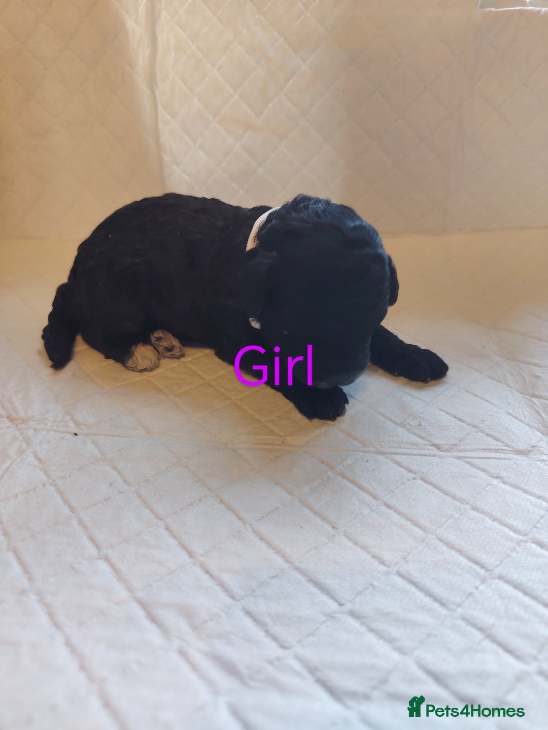 Shihpoo dogs for sale: 6 shihpoo puppies boys and girls avail - Image 6