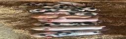 Pig livestock for sale: Gorgeous friendly mini pigs  - Advert 6