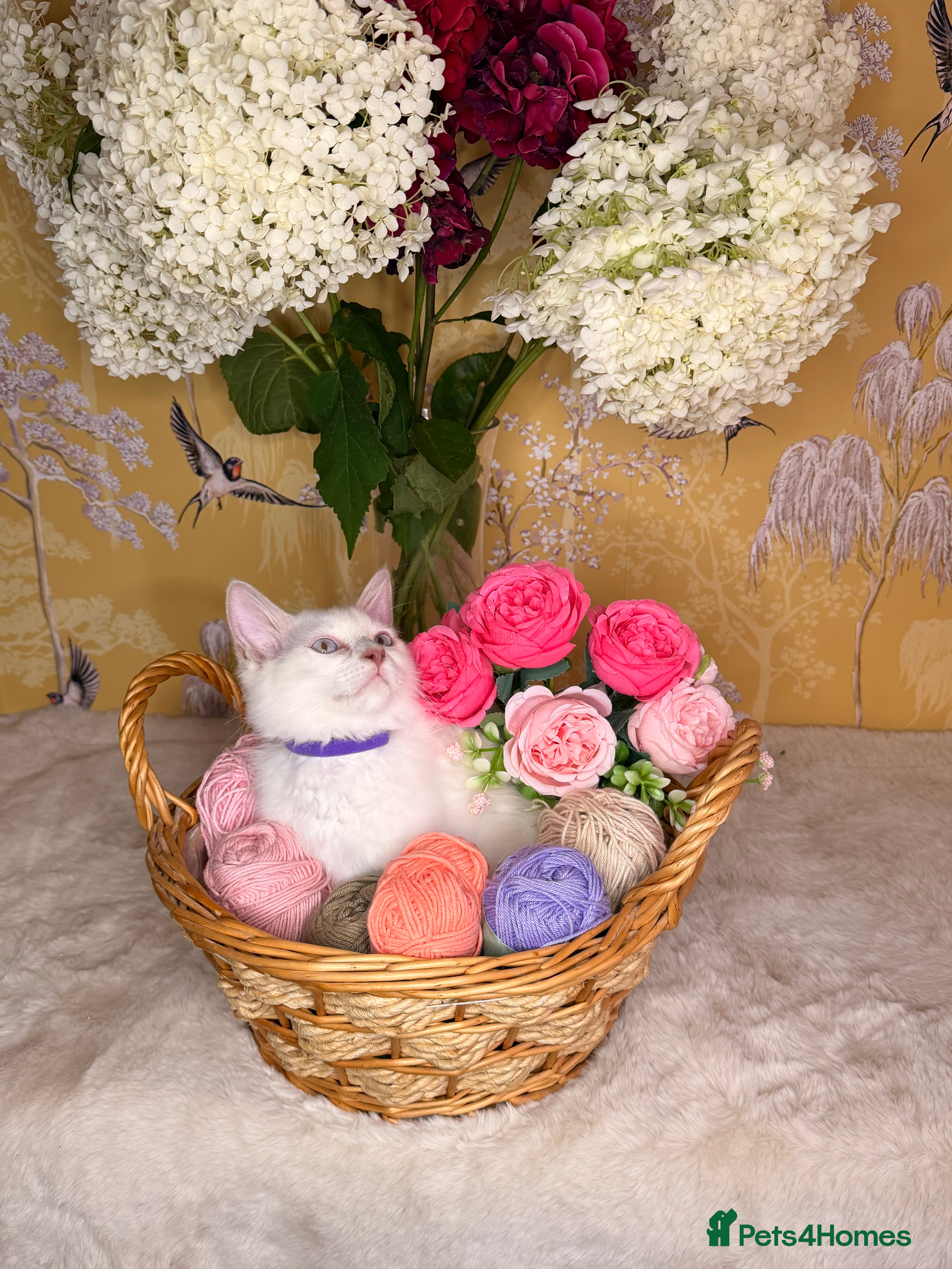 Ragdoll cats 👑Champion Line👑⭐️TICA⭐️PEDIGREE⭐️Ragdoll Kittens - Advert 2