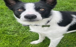 Border Collie dogs for sale: Border Collie Puppies - Image 27