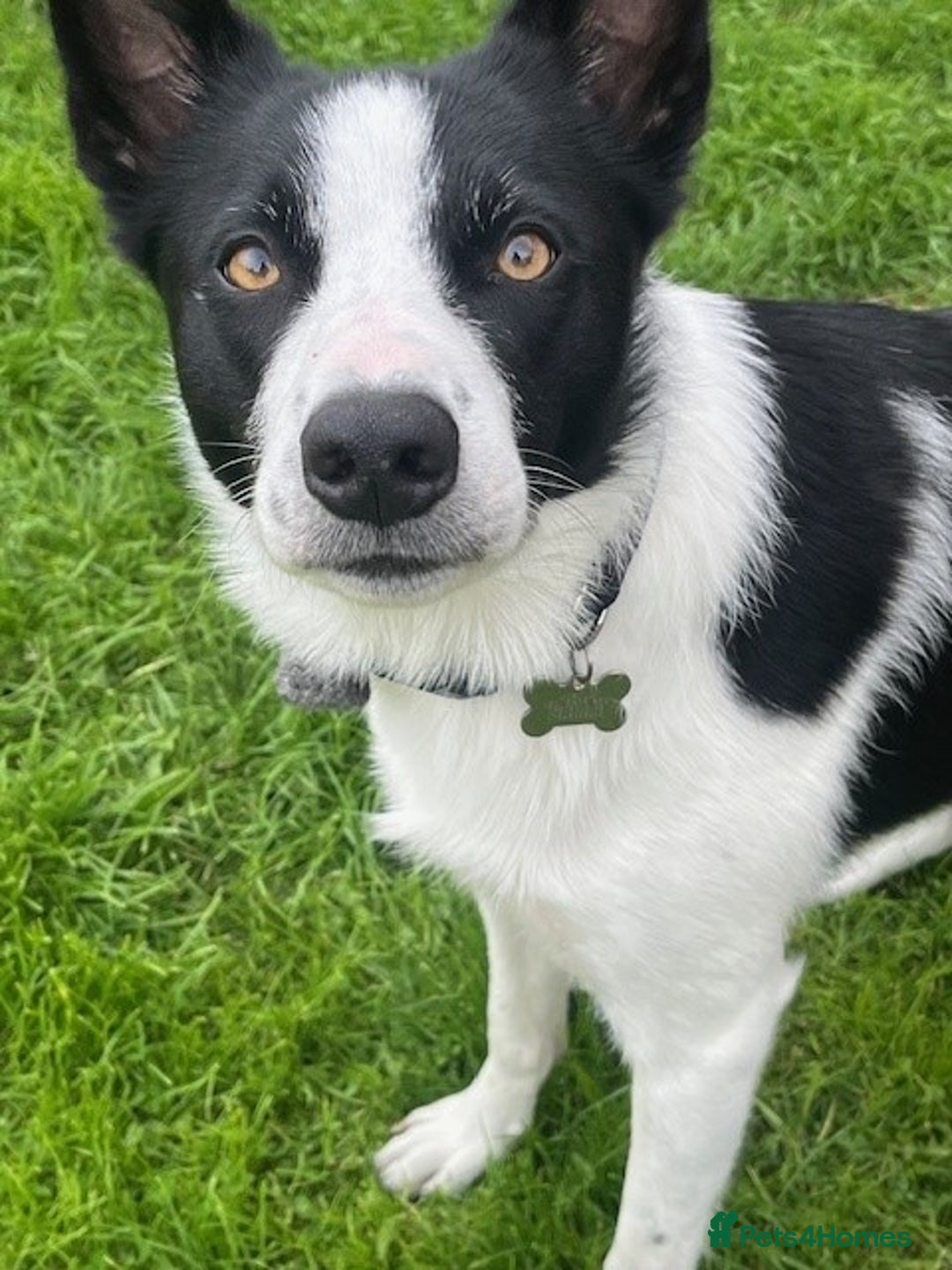 Border Collie dogs for sale: Border Collie Puppies - Image 27