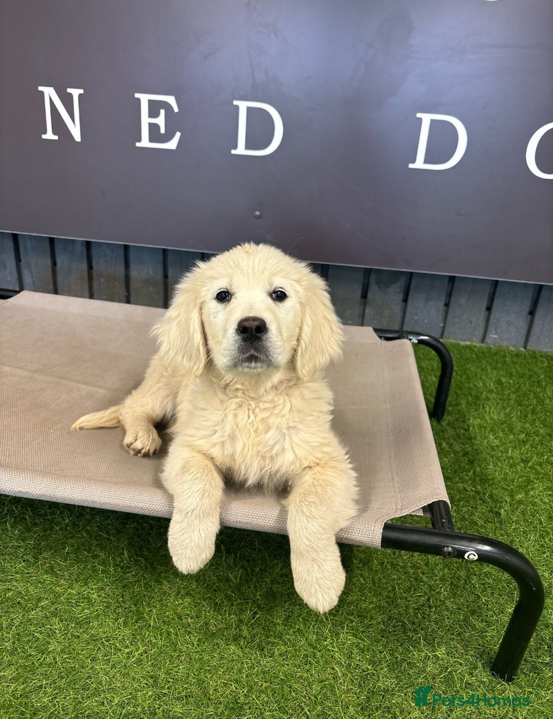 Golden Retriever dogs for sale: Advanced trained golden retriever  - Image 5
