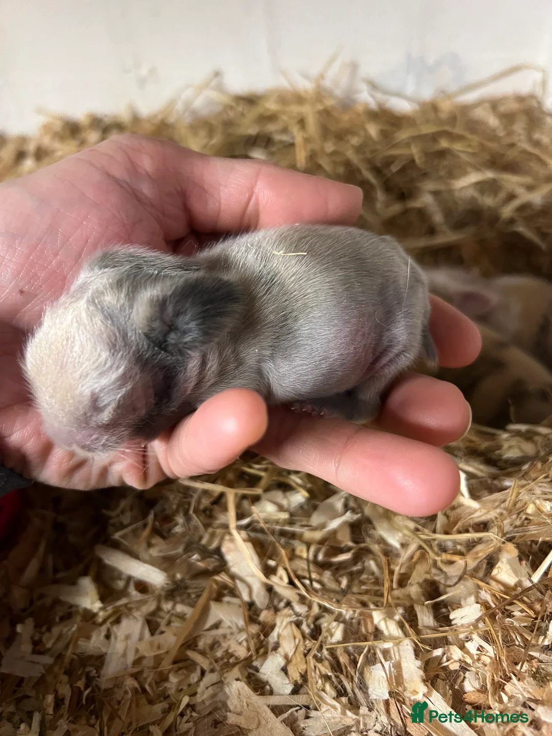 Mini Lion Lop rabbits for sale: Mini lion lop babies - Advert 2