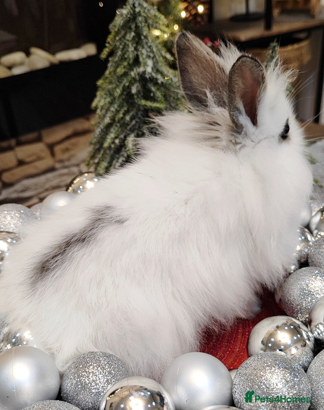 Mini Lion Lop rabbits for sale: Wonderful mini lion head lops - Advert 2