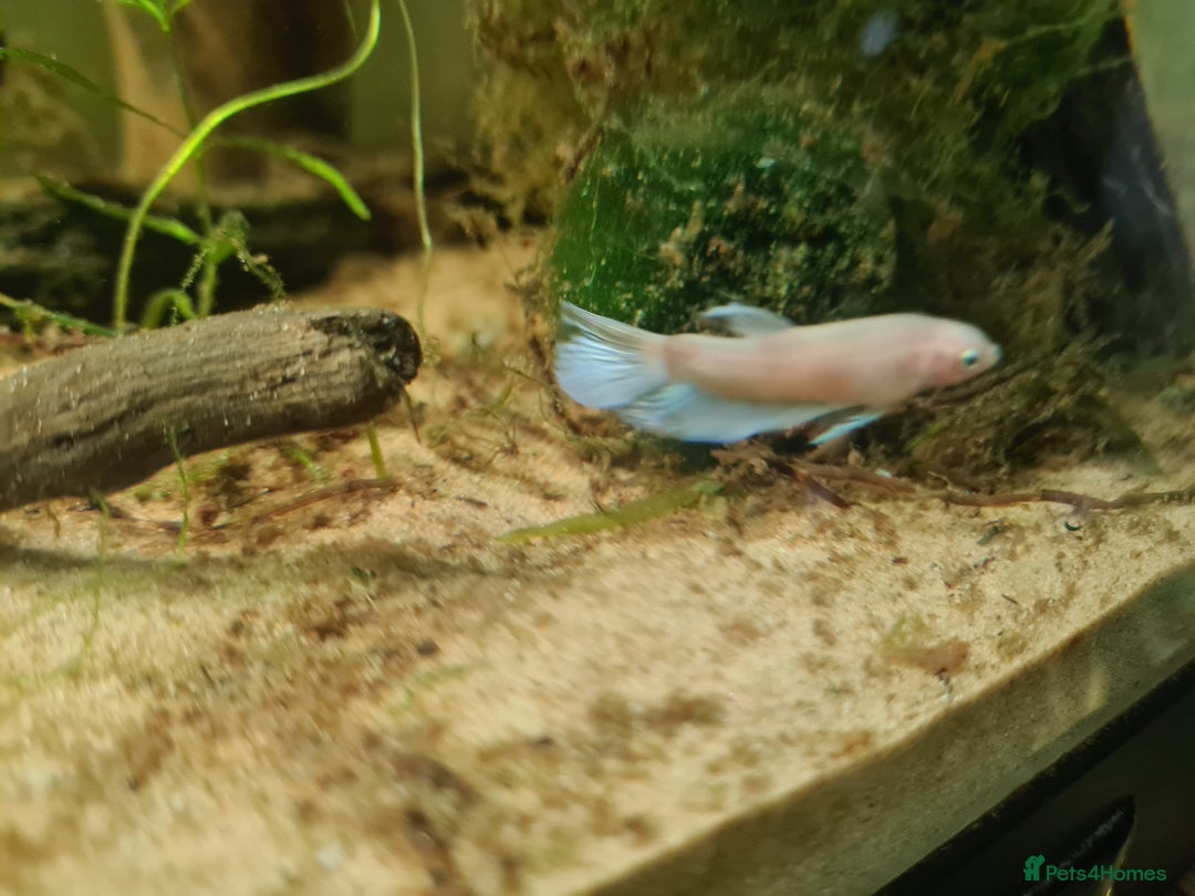 Bettas fish for sale: Male Betta Fish. Galaxy Koi x Splendor - Advert 4