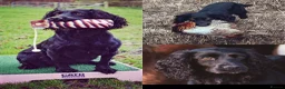 Cocker Spaniel dogs for sale: Well bred working cocker. Black male. - Advert 2