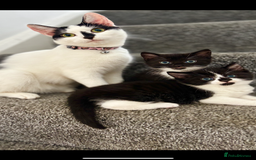 Mixed Breed cats for sale: 2 Adorable Kittens For Sale  - Image 4