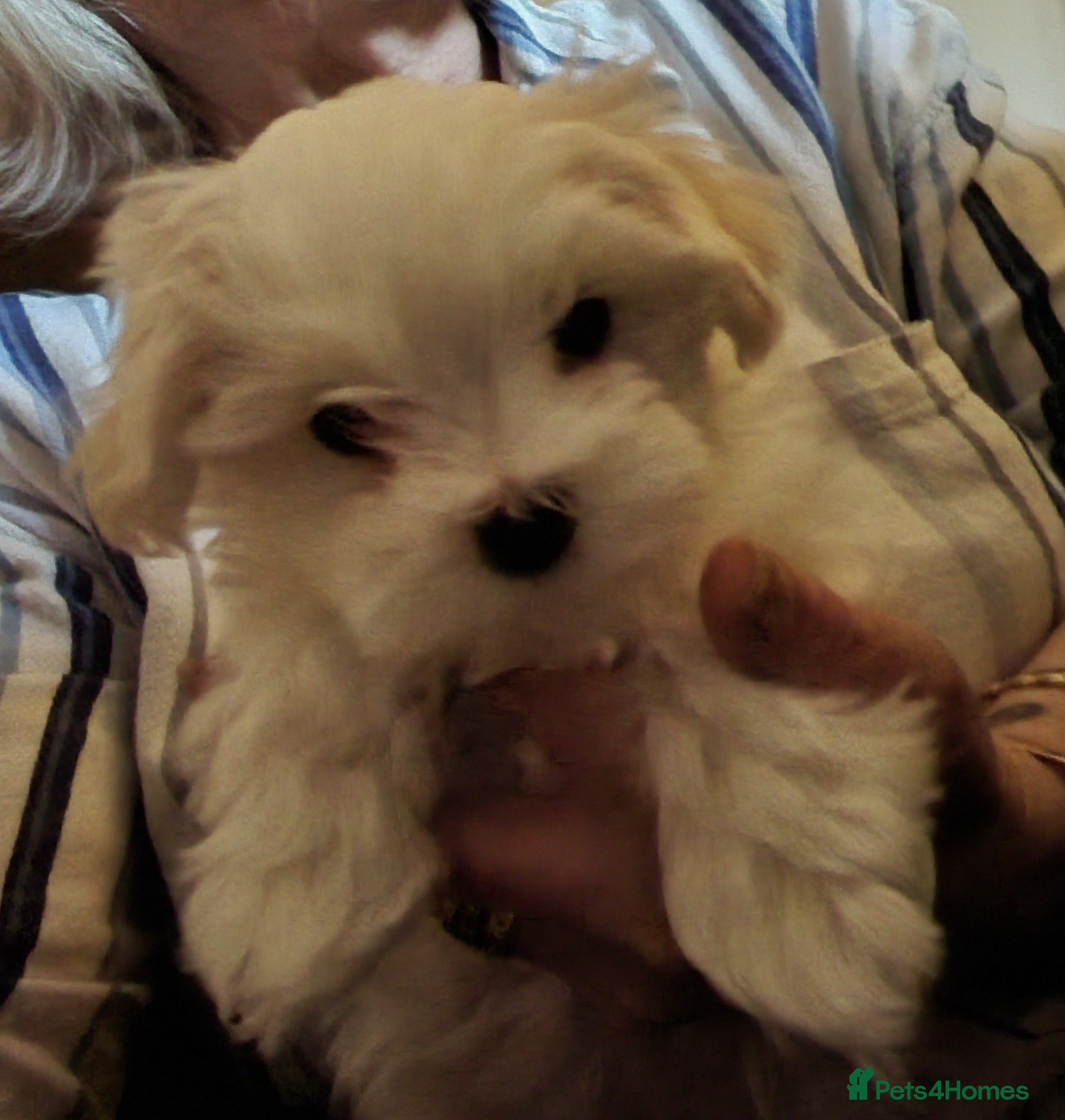 Maltese dogs Maltese Pups Family Raised KC Ready to rehome now - Advert 4