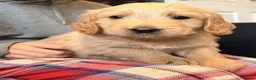 Goldendoodle dogs for sale: Australian Golden Doodle Puppies - READY NOW - Advert 21