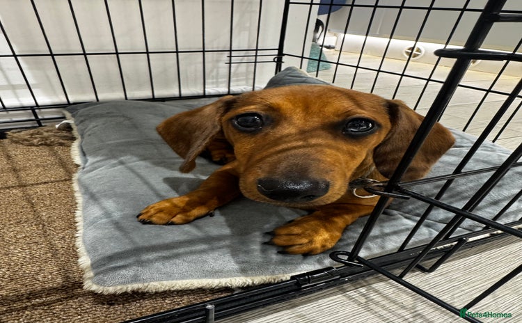 Miniature Dachshund dogs - Advert 13