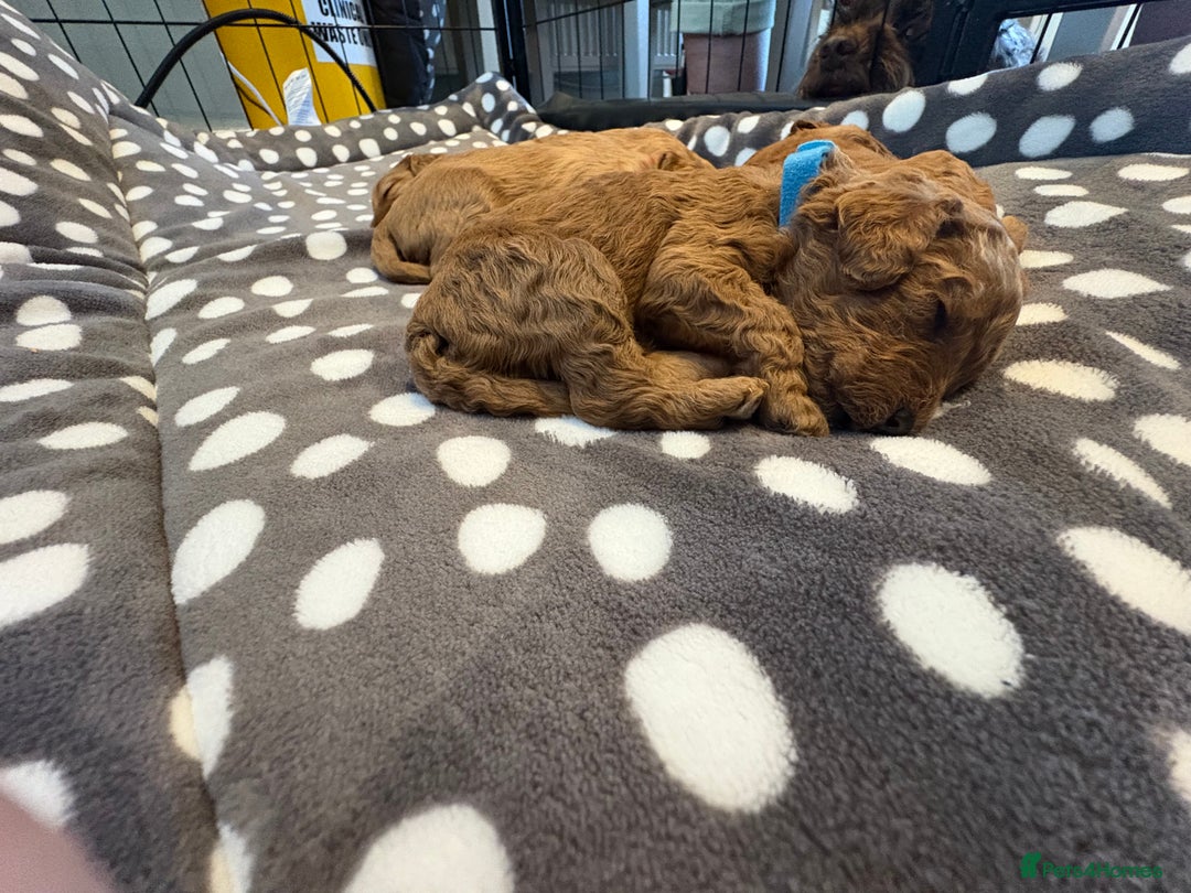 Cavapoo dogs for sale: Adorable Toy Cavapoo puppies ready on 3rd November - Image 12
